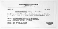 Puccinia recondita image